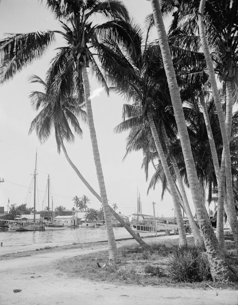 Cocotiers le long des quais, Miami, Floride, c.1900-15 - Detroit Publishing Co.