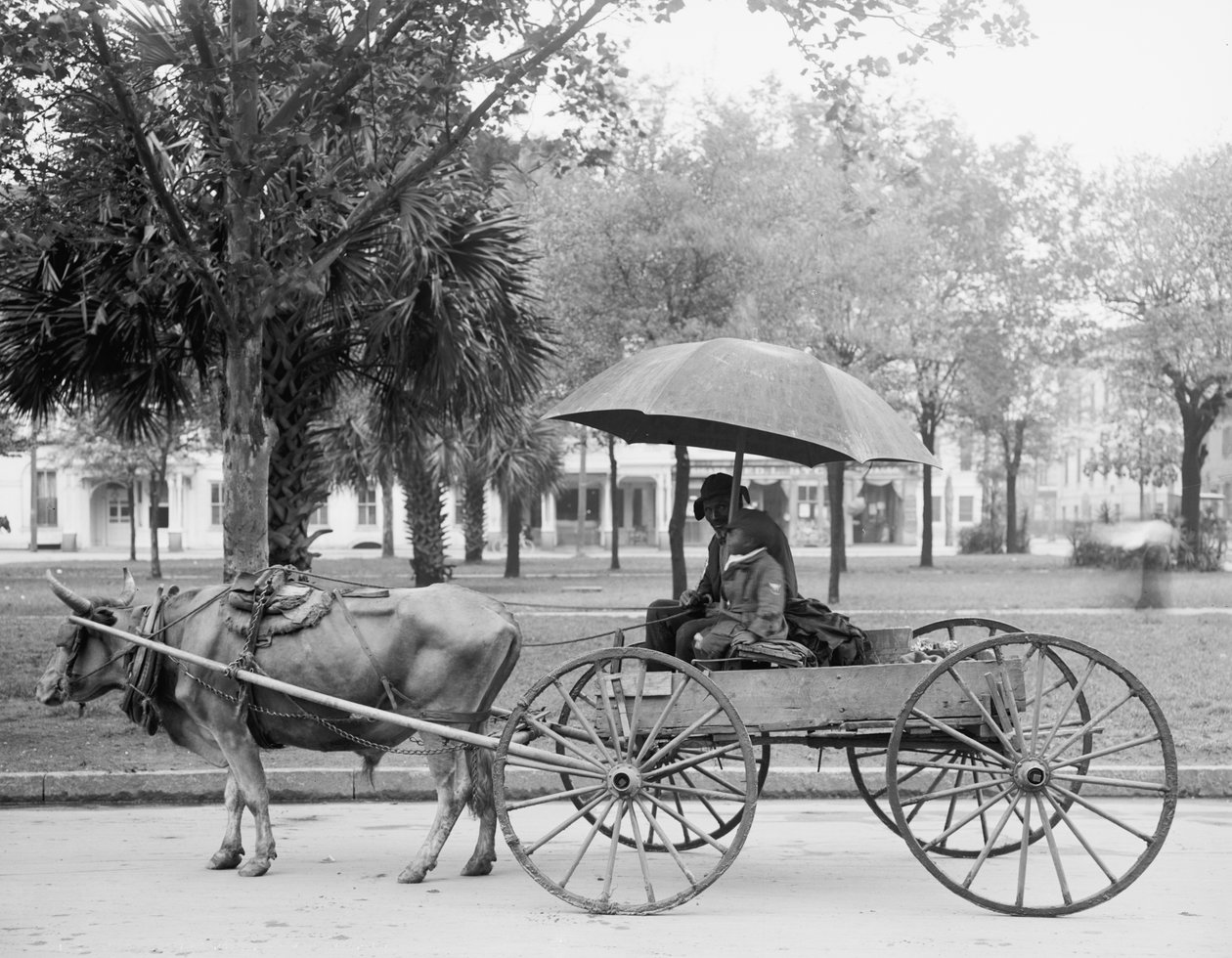 Bovinmobile à Savannah, Géorgie - Detroit Publishing Co.