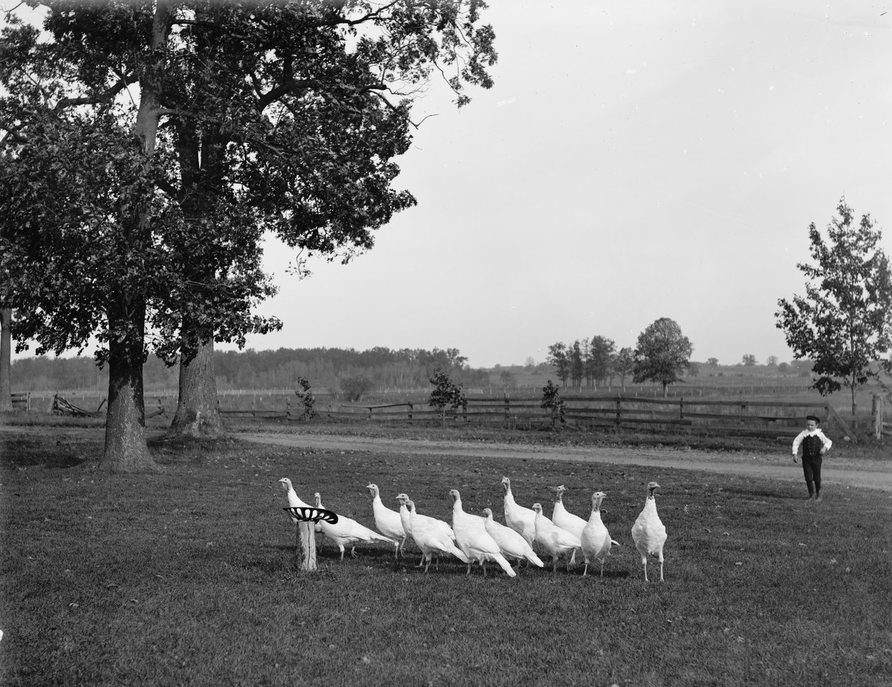 Dindons blancs de Hollande, 1900 - Detroit Publishing Co.
