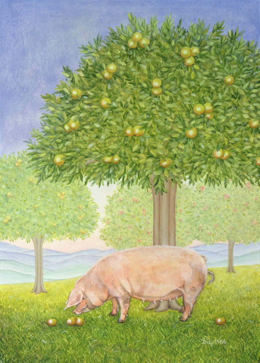 Cochon du Verger Gauche - Ditz