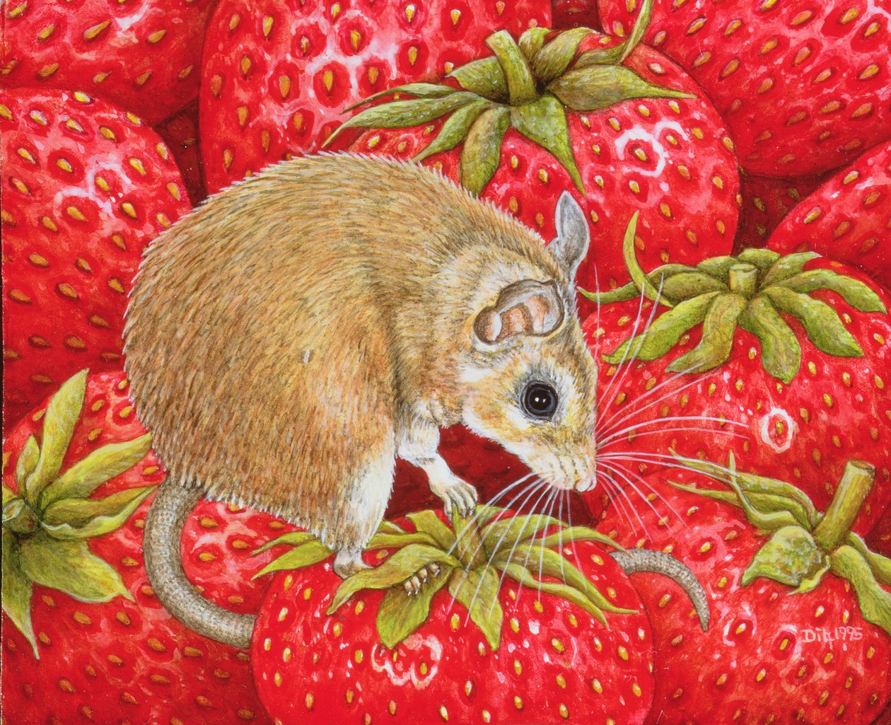 Souris-Fraise - Ditz