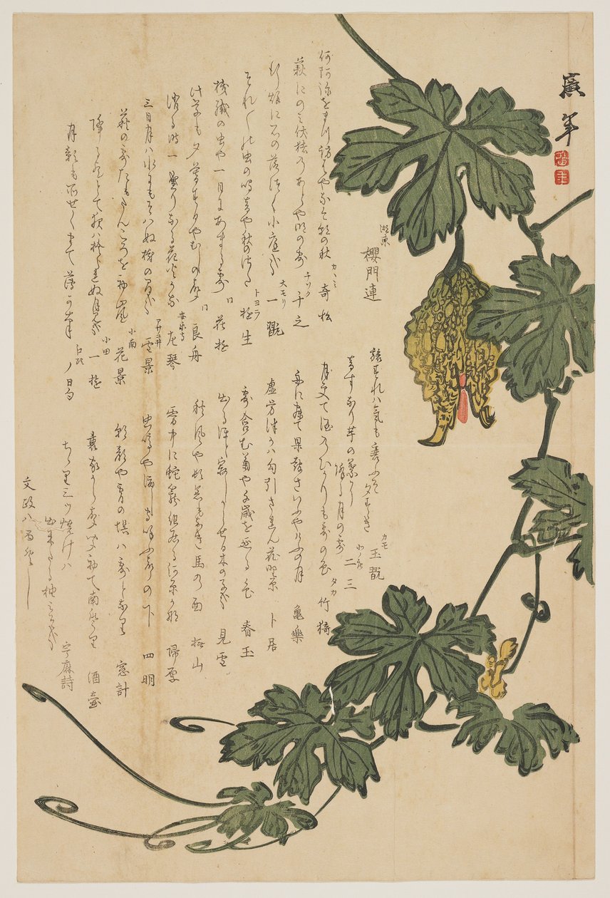 Melon amer, 1825 - Dodo Hirotoshi