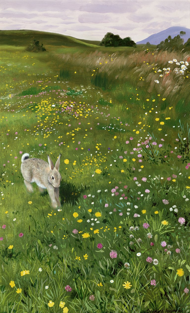Lièvre dans les fleurs de printemps - Douglas Anderson