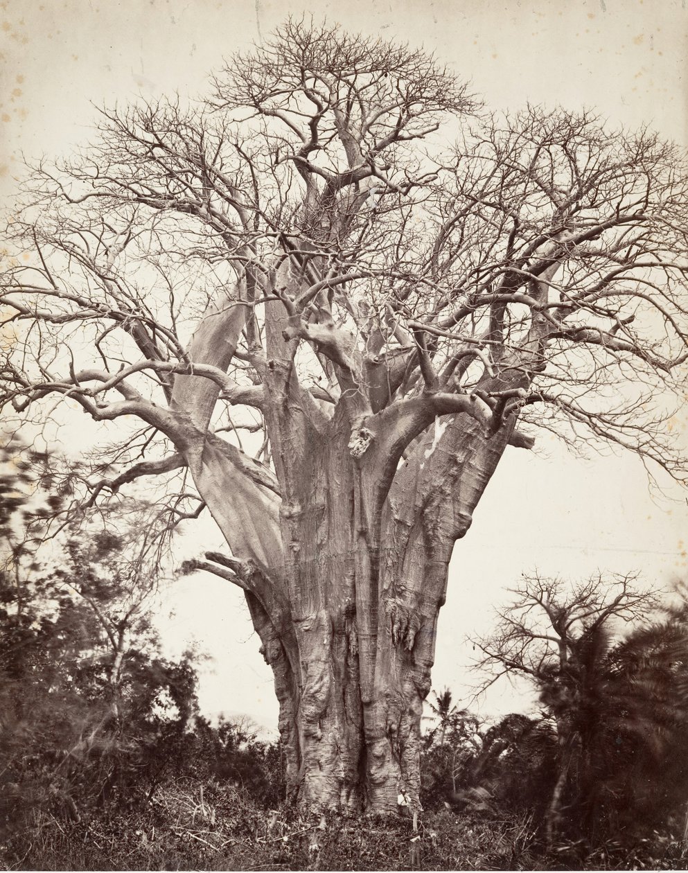 Baobab à Mohéli, 1863 - Désiré Charnay