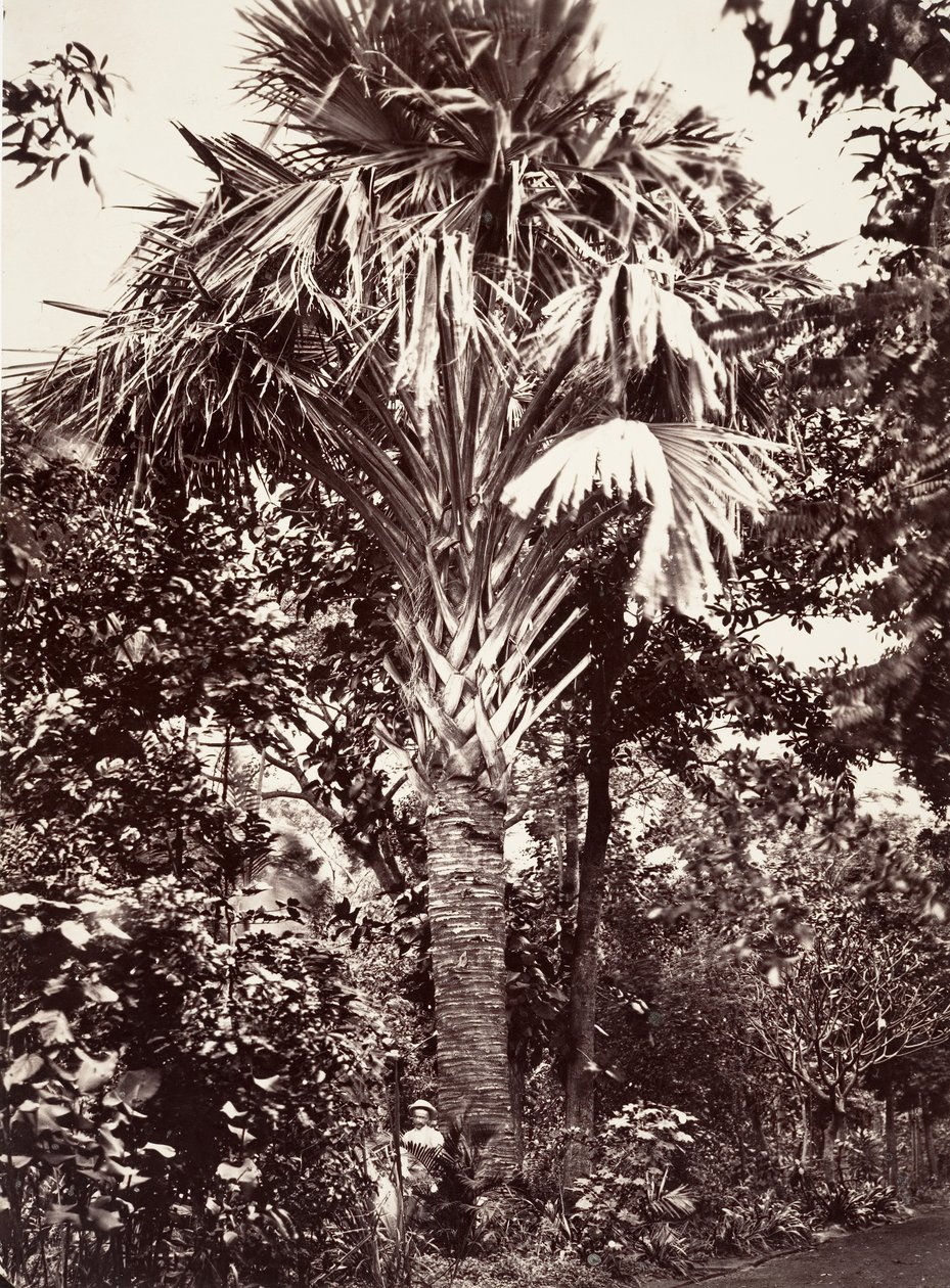 Grand Latanier - Désiré Charnay