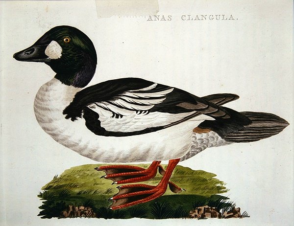 Anas Clangula - Dutch School