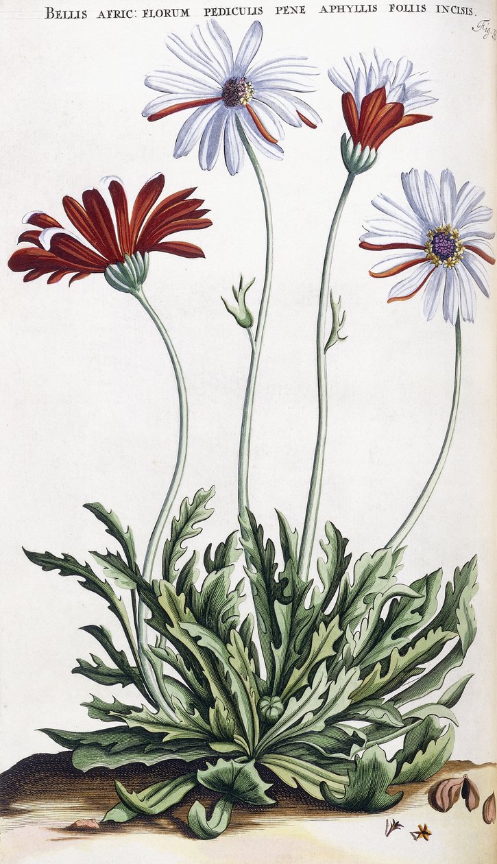 Bellis Afric: ... - Dutch School