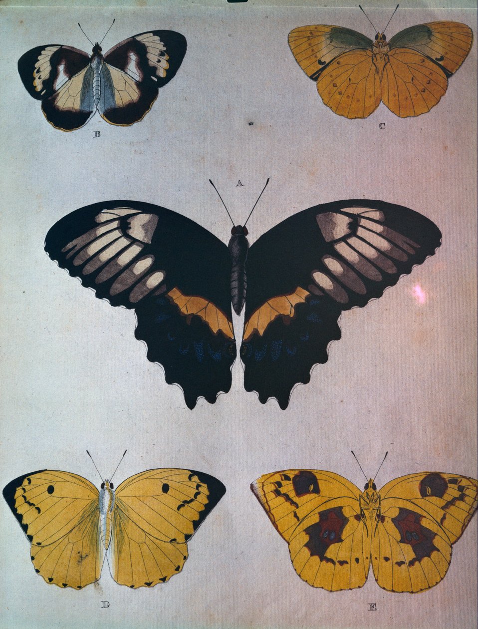 Papillons - Dutch School