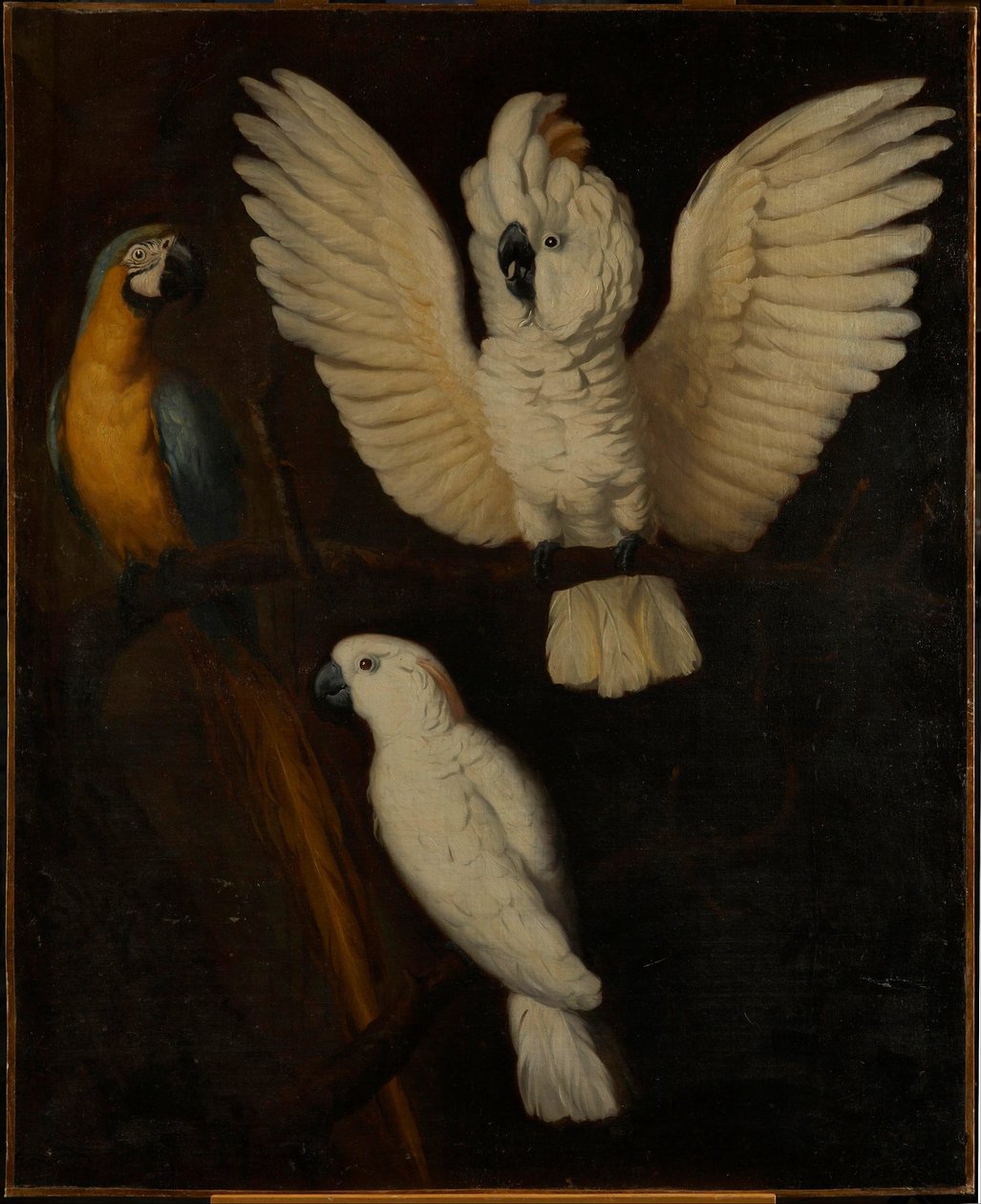 Perroquets, c.1670 - Dutch School
