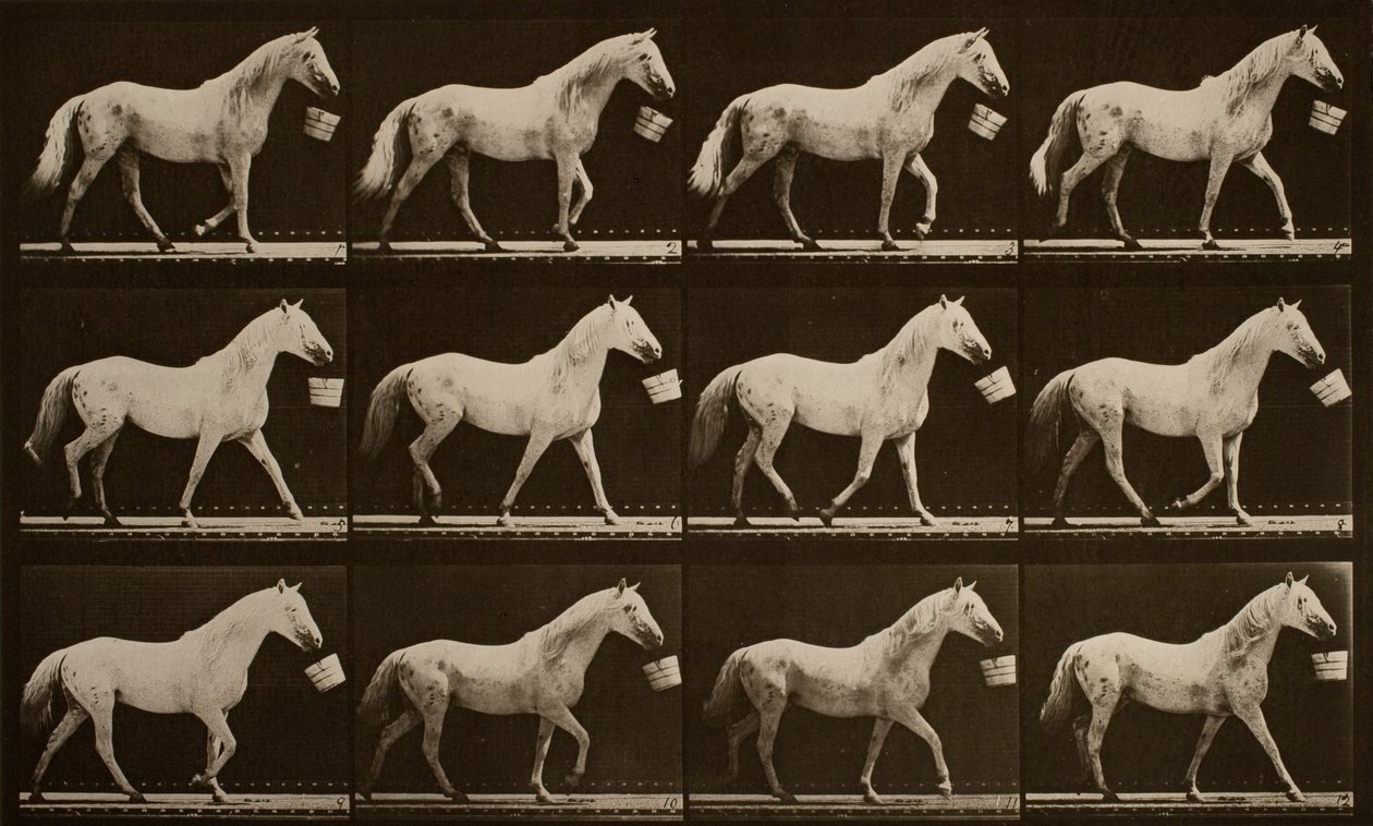 Marcher avec un seau dans la bouche; cheval gris clair, Aigle - Eadweard Muybridge