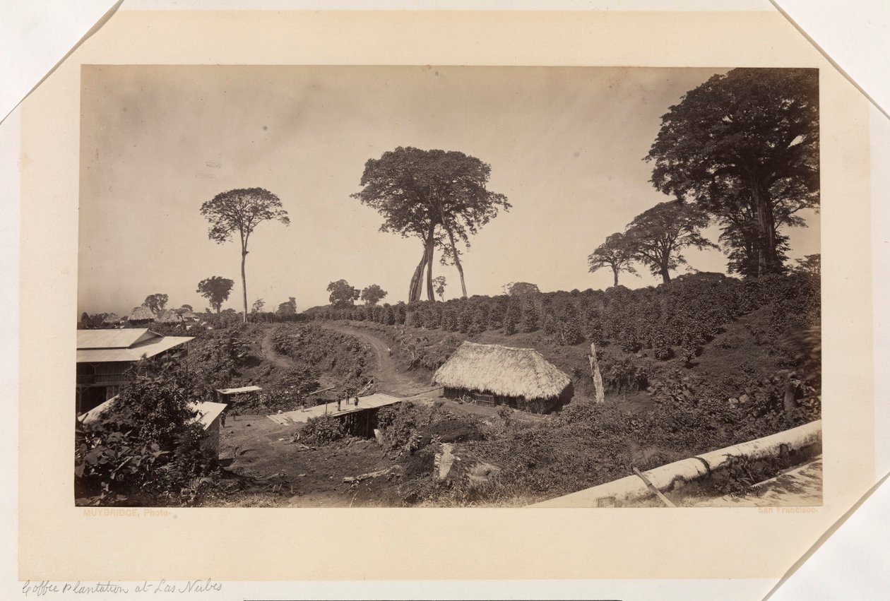 Plantation de café à Las Nubes, Guatemala - Eadweard Muybridge