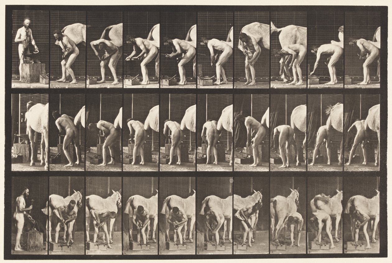 Planche 508. Ferrer un cheval - Eadweard Muybridge