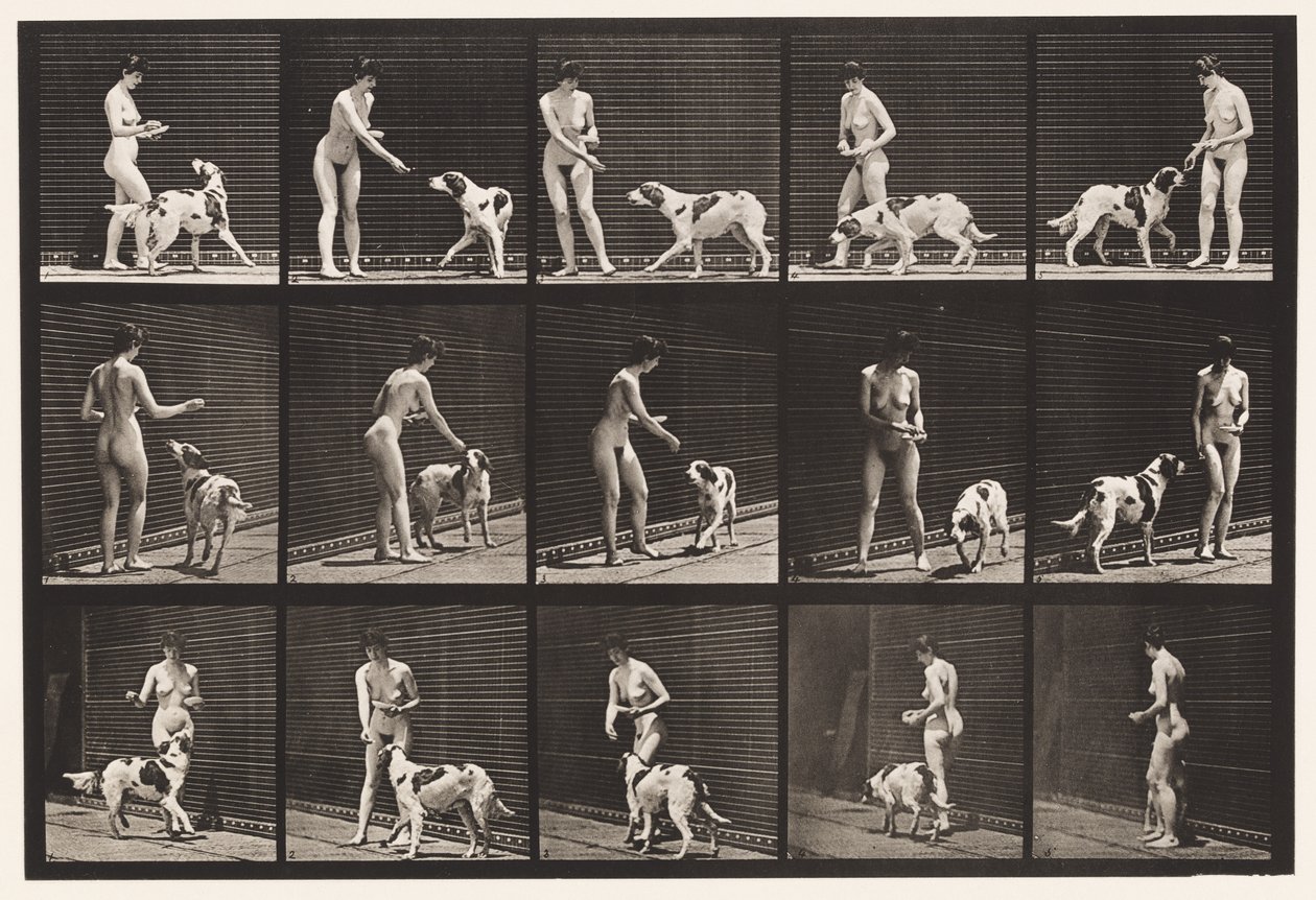 Plaque 514. Nourrissant un chien - Eadweard Muybridge