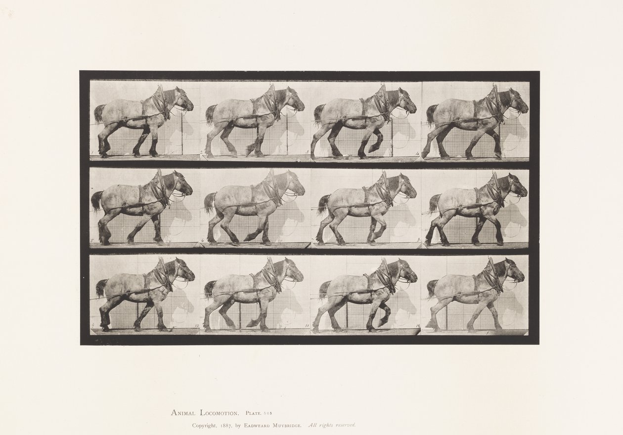 Planche 565. Traction; Cheval Belge Gris-Foncé Dusel - Eadweard Muybridge