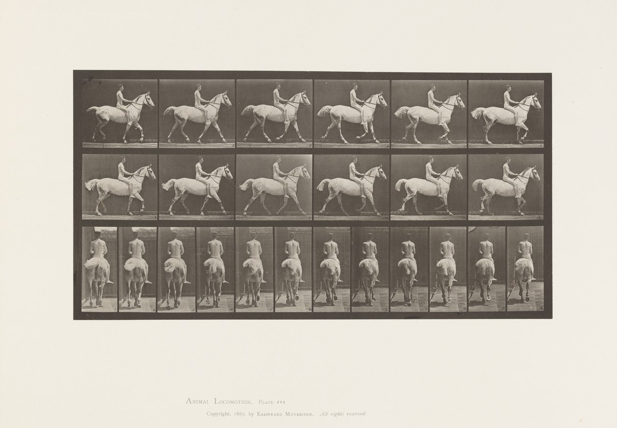 Planche 602. Trot; À cru; Cavalier, 43, Nu; Cheval gris clair - Eadweard Muybridge