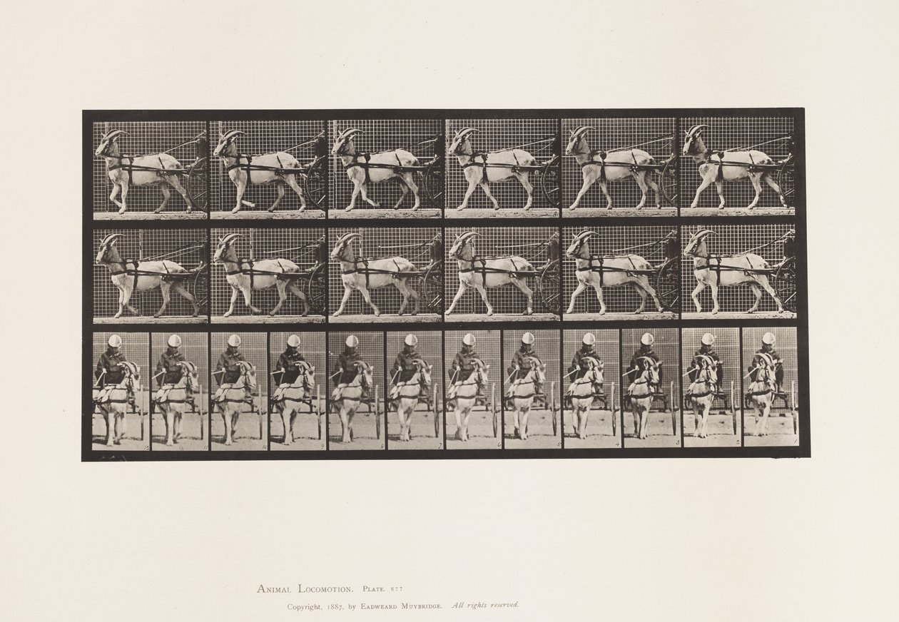 Planche 677. Chèvre; Marchant en sulky - Eadweard Muybridge