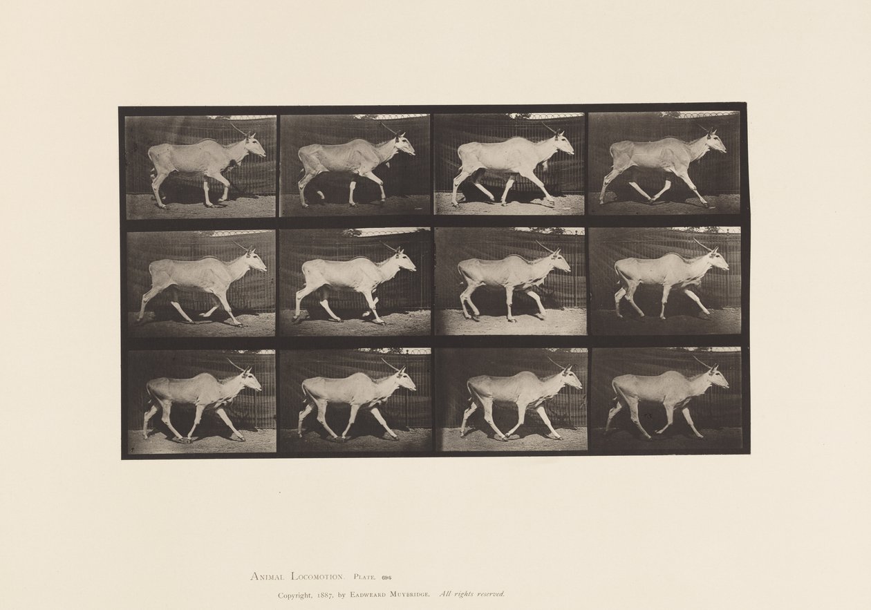 Planche 696. Éland, Trottant - Eadweard Muybridge
