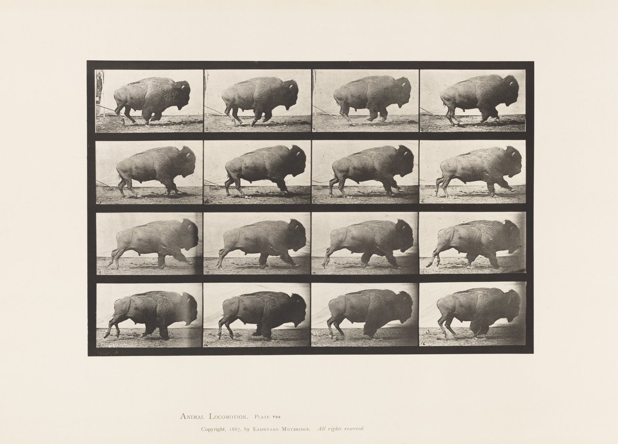 Buffle; galopant - Eadweard Muybridge