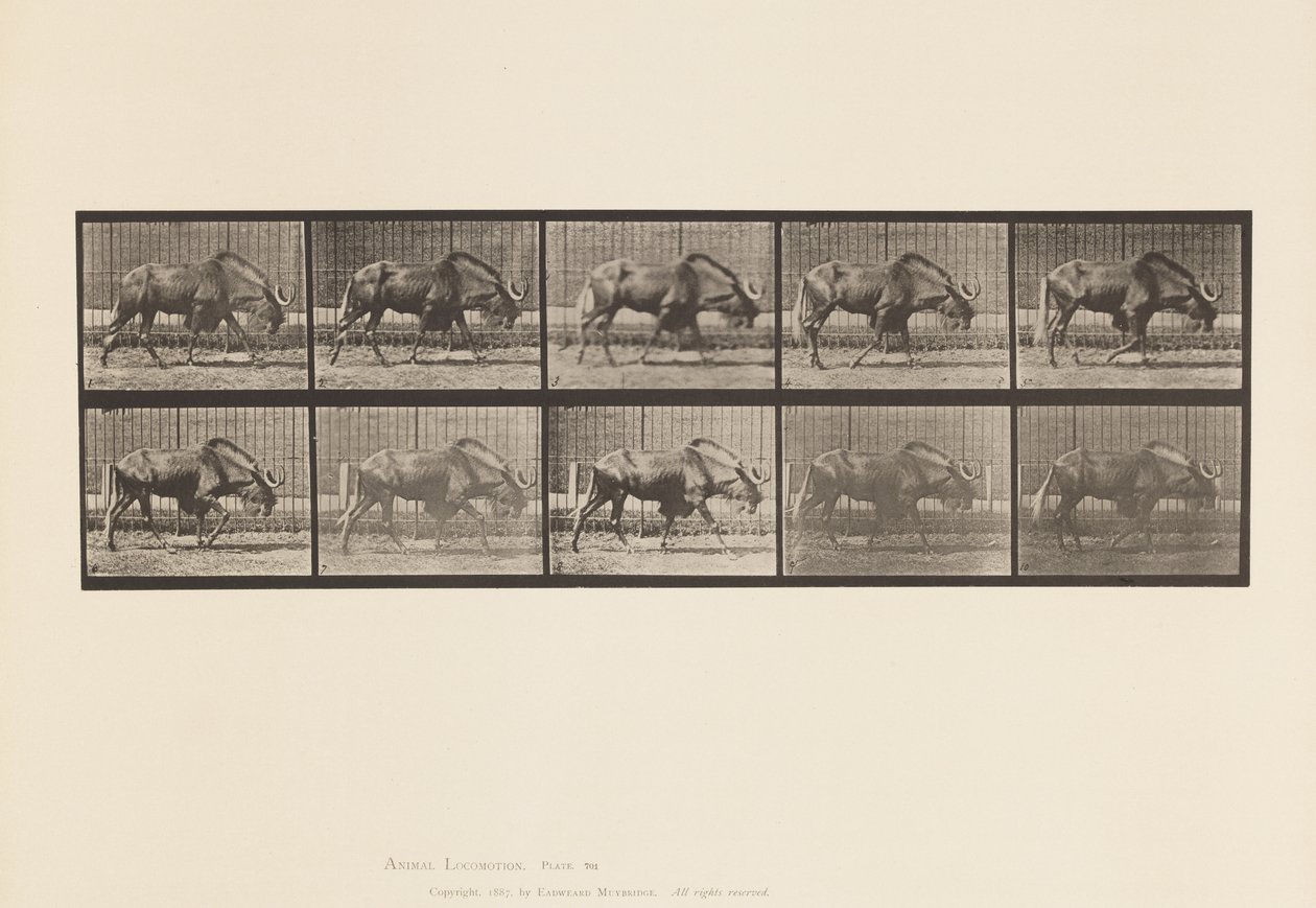 Planche 701. Gnou; Marchant - Eadweard Muybridge
