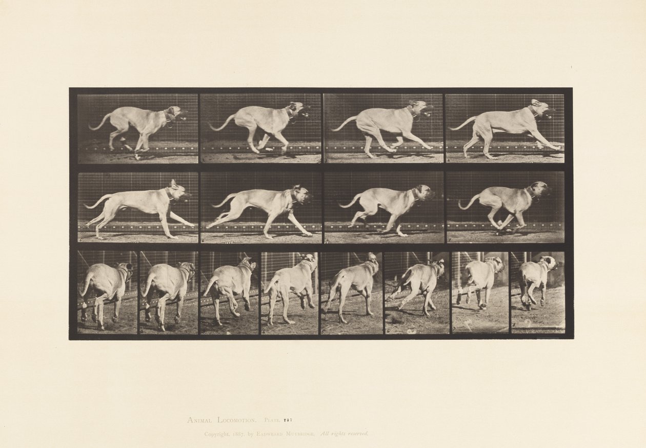 Planche 707. Chien; Galopant; Mastiff - Eadweard Muybridge