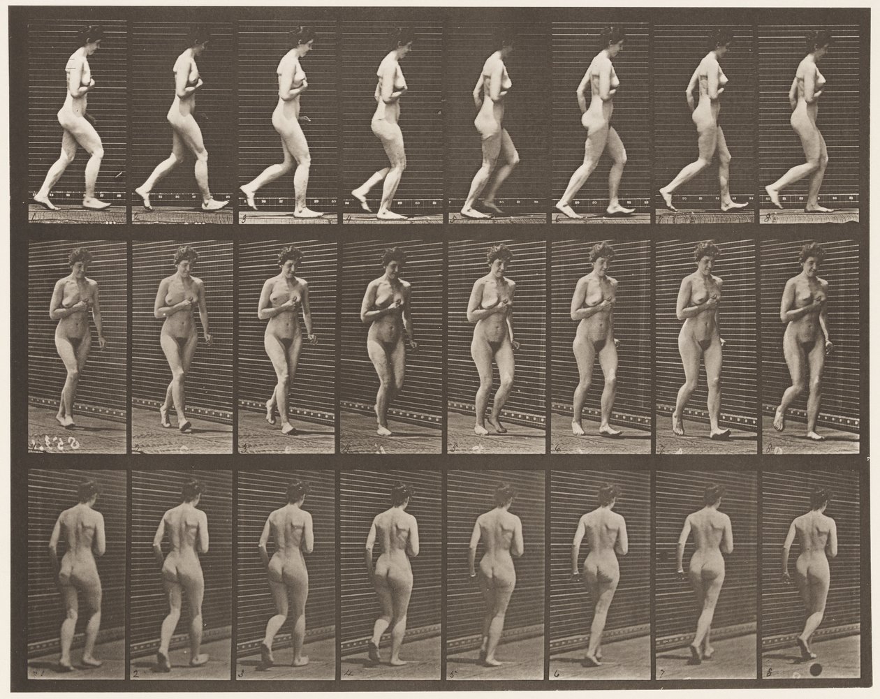 Planche 70. Courir, 1872-1885 - Eadweard Muybridge