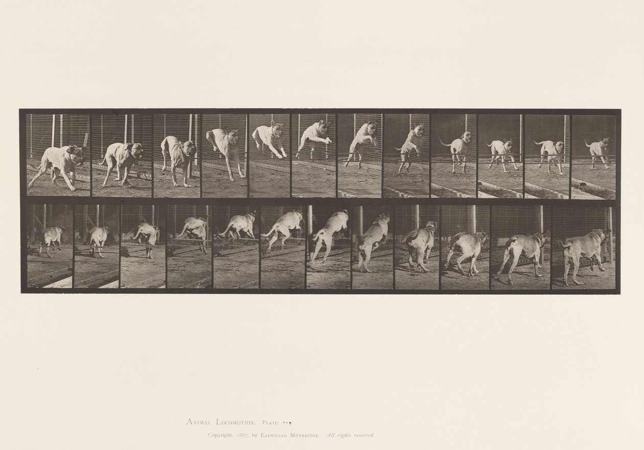 Chien; sautant une haie; mastiff, Dread - Eadweard Muybridge