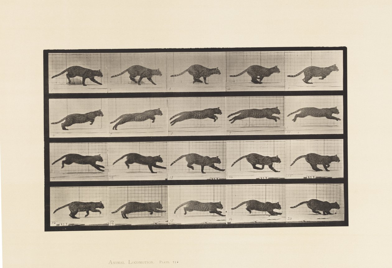 Planche 719. Chat ; Galopant - Eadweard Muybridge