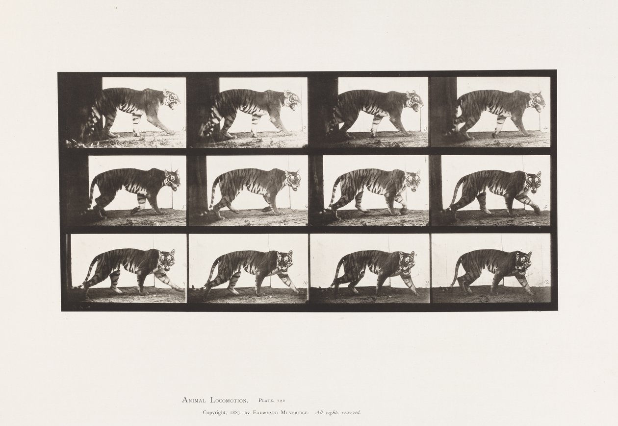 Planche 729. Tigresse; Marchant - Eadweard Muybridge