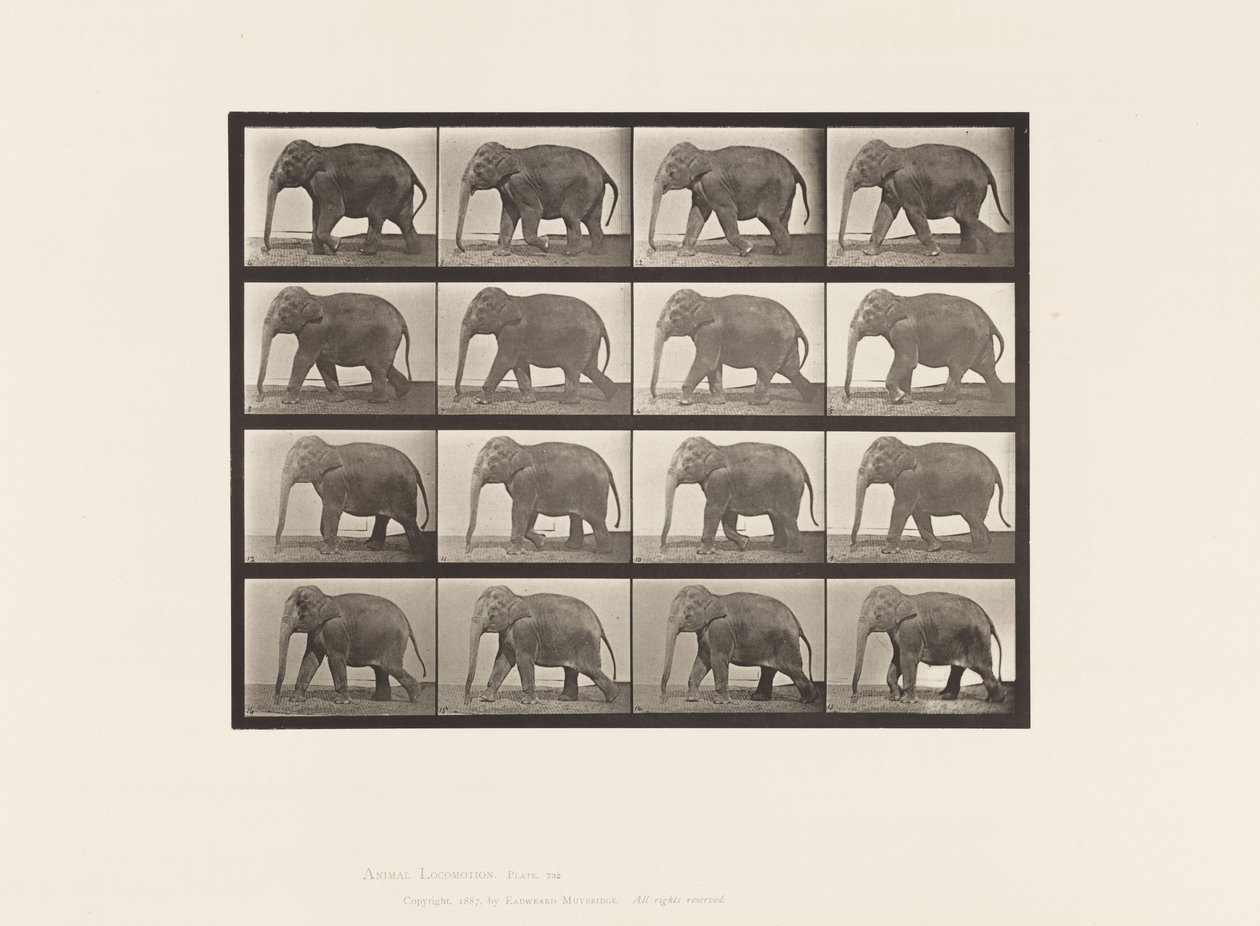 Planche 732. Éléphant; Marchant - Eadweard Muybridge