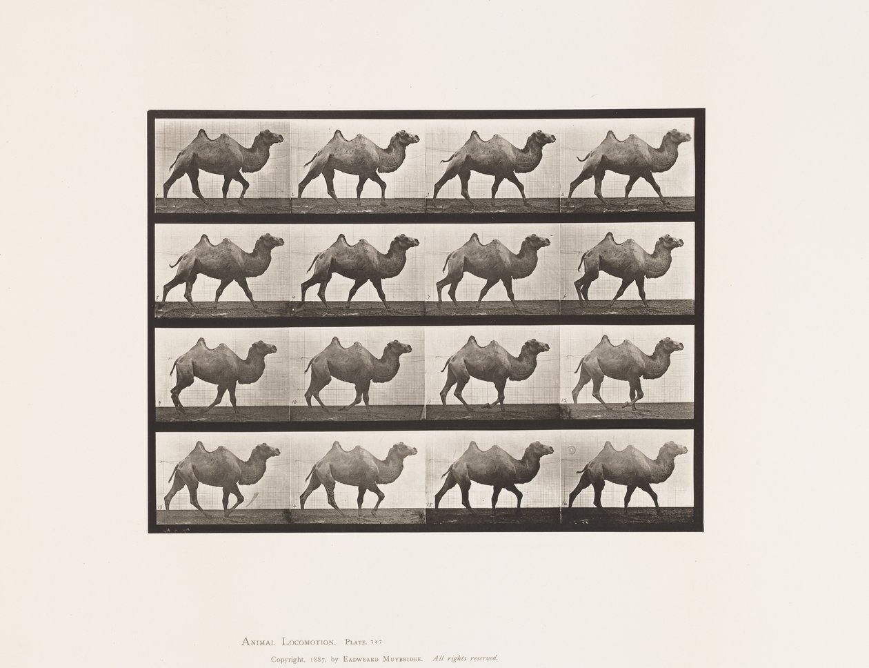 Planche 737. Chameau de Bactriane ; Marchant - Eadweard Muybridge