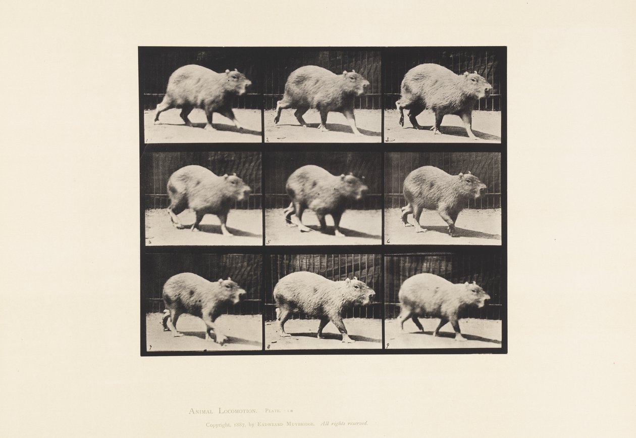 Planche 746. Capybara ; Marchant - Eadweard Muybridge