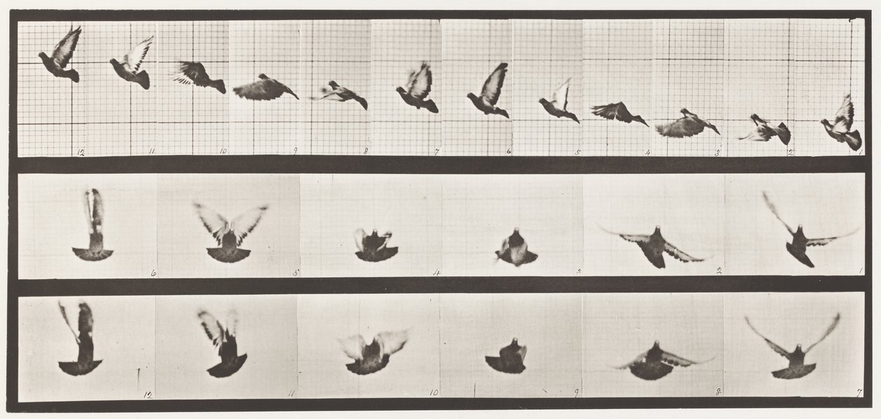 Planche 755. Pigeon; Voler - Eadweard Muybridge