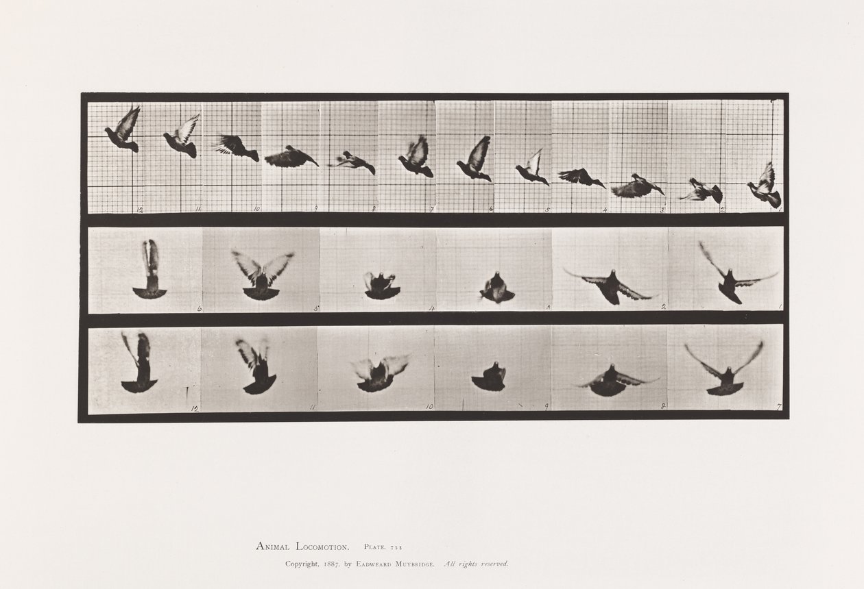 Planche 755. Pigeon ; Volant - Eadweard Muybridge