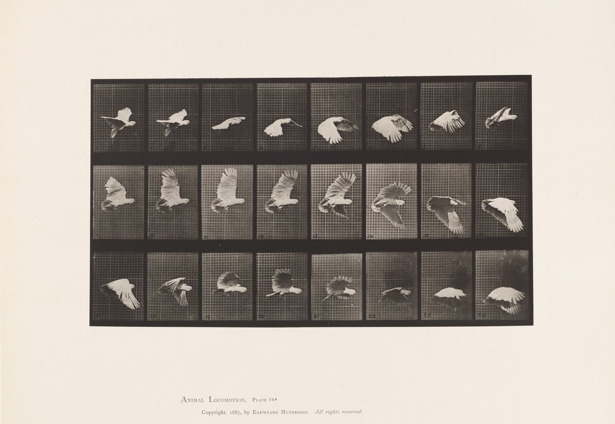Planche 758. Cacatoès; Vol - Eadweard Muybridge