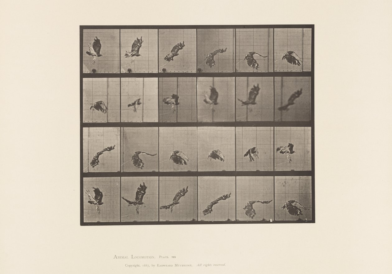 Planche 763. Buse à Queue Rousse; Volant - Eadweard Muybridge