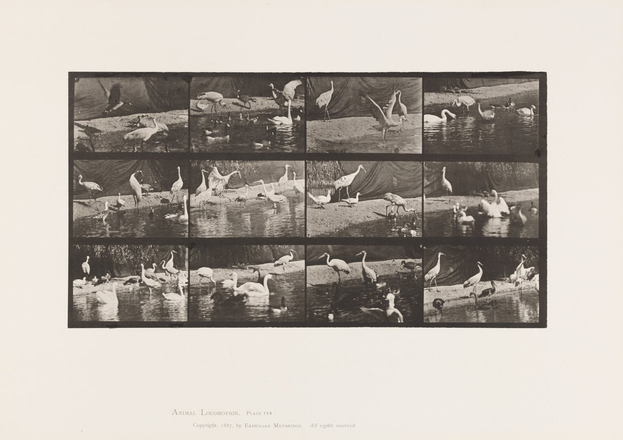 Planche 780. Cigognes ; Cygnes, etc. - Eadweard Muybridge