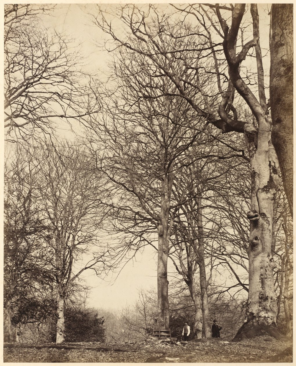 Hêtre de la reine Adélaïde, 1864 (photo) - Earl of Caithness
