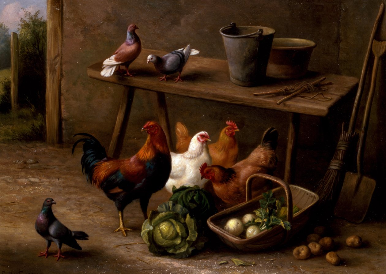 Poules, pigeons et colombes - Edgar Hunt