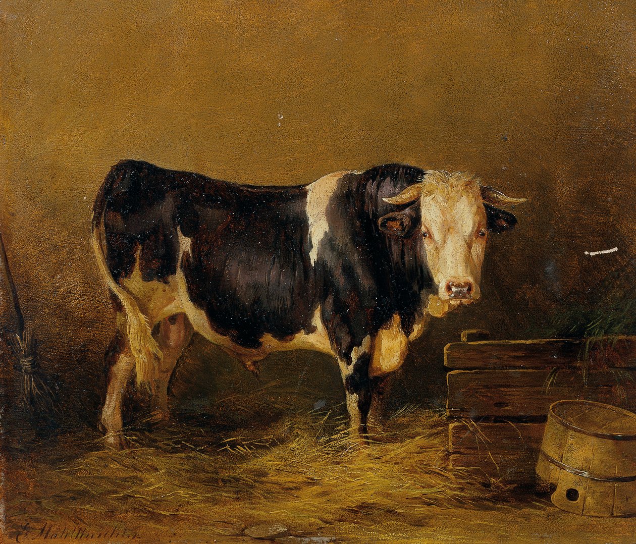 Taureau dans l