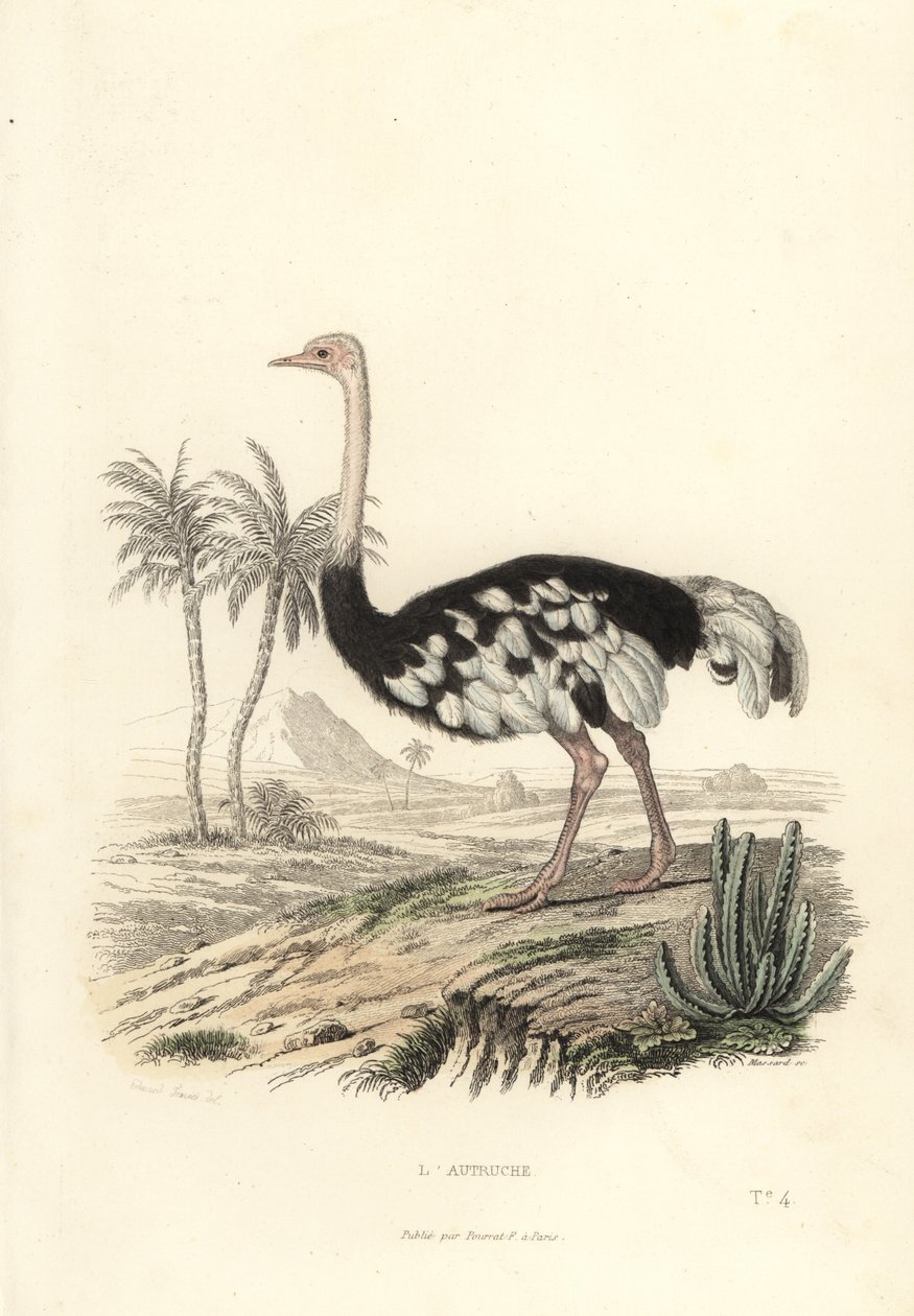 Autruche commune, Struthio camelus - Edouard (after) Travies
