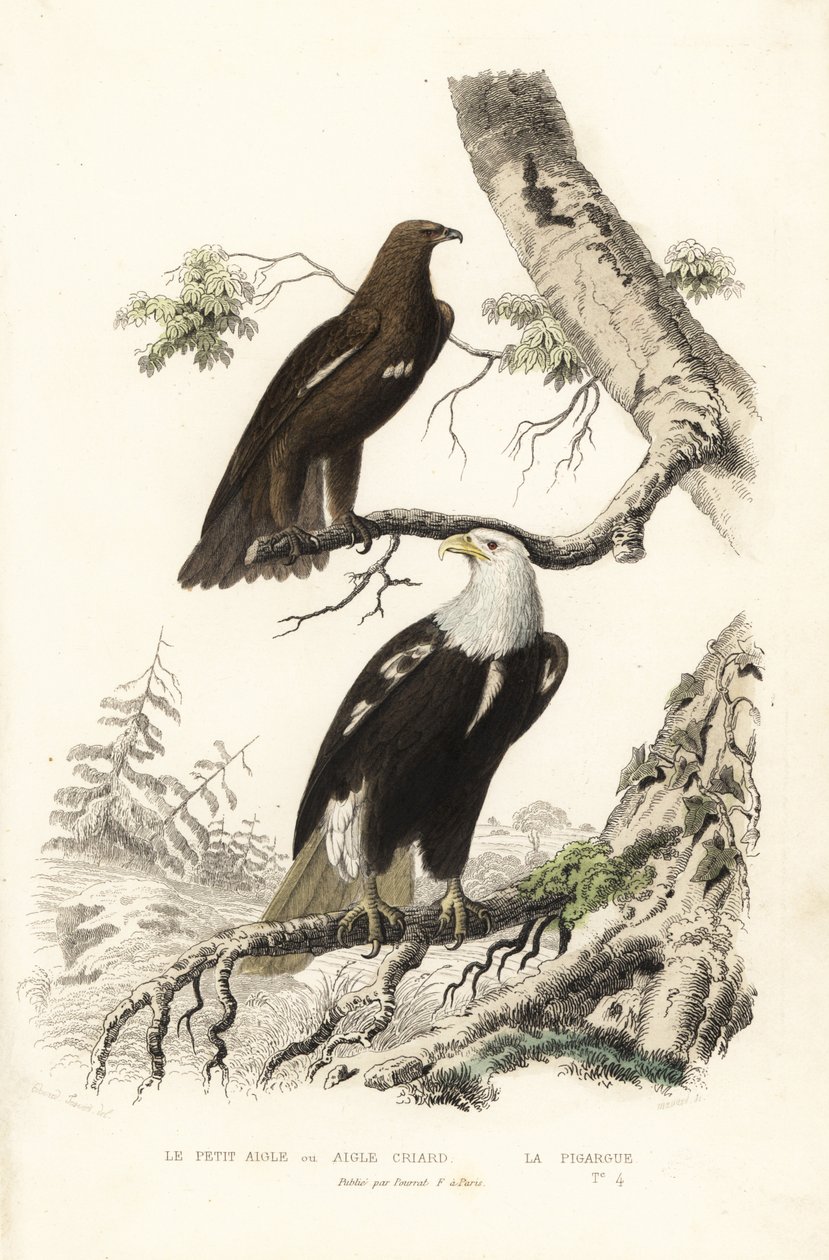 Aigle tacheté et pygargue à tête blanche - Edouard (after) Travies