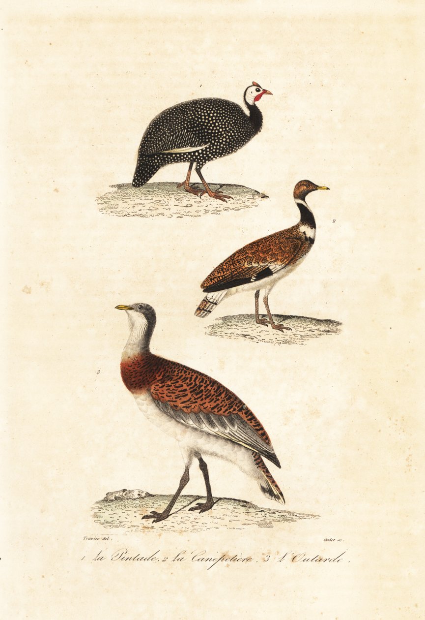 Pintade et outardes - Edouard (after) Travies