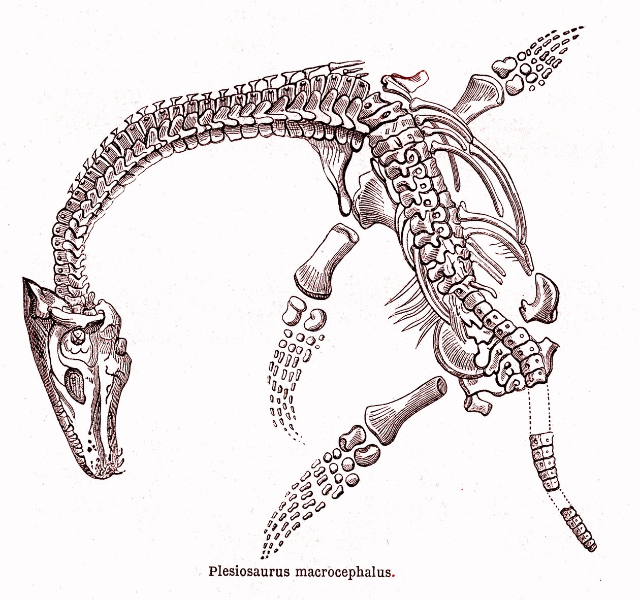 Plésiosaure macrocephalus - Edouard Riou