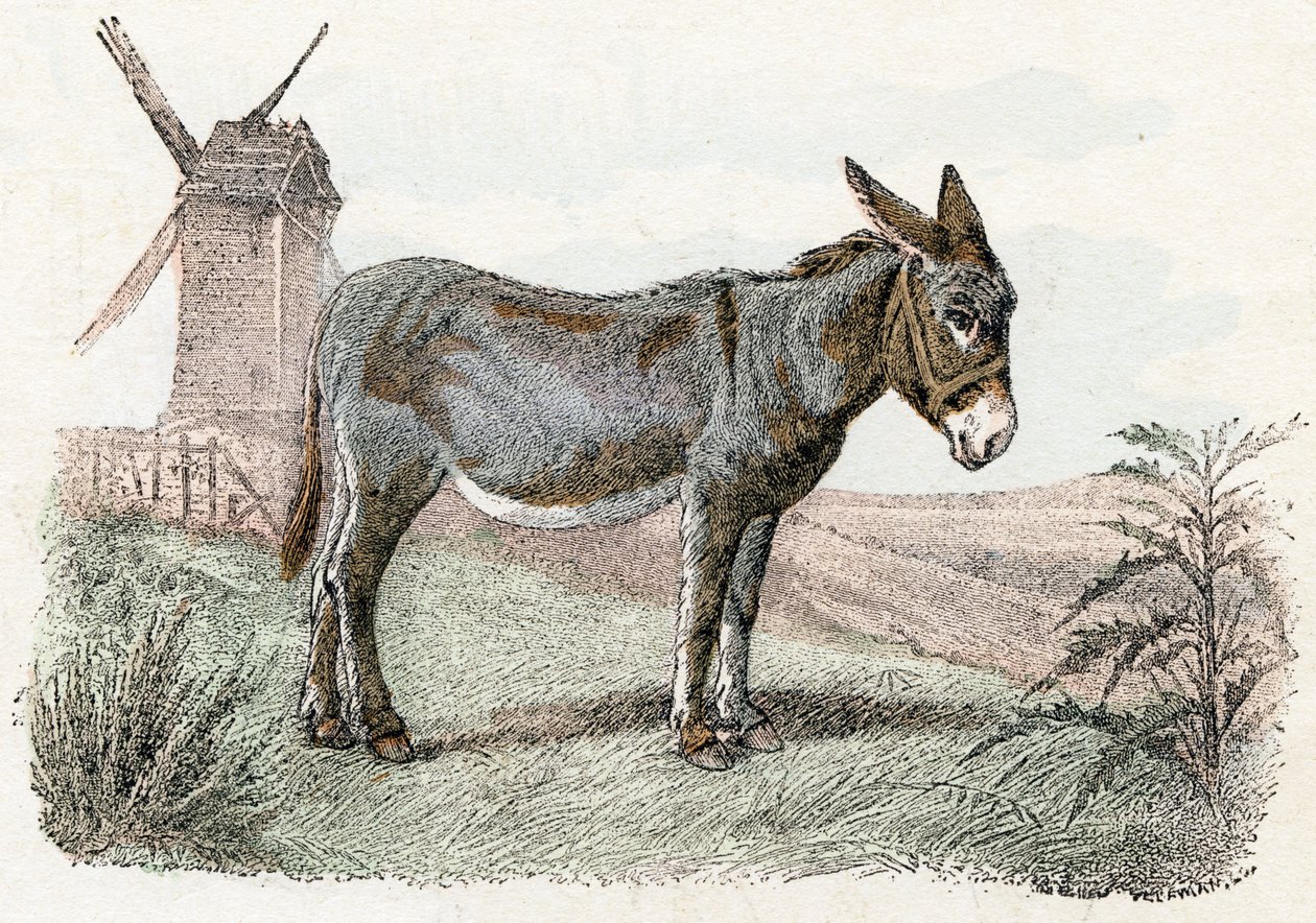 Âne de 