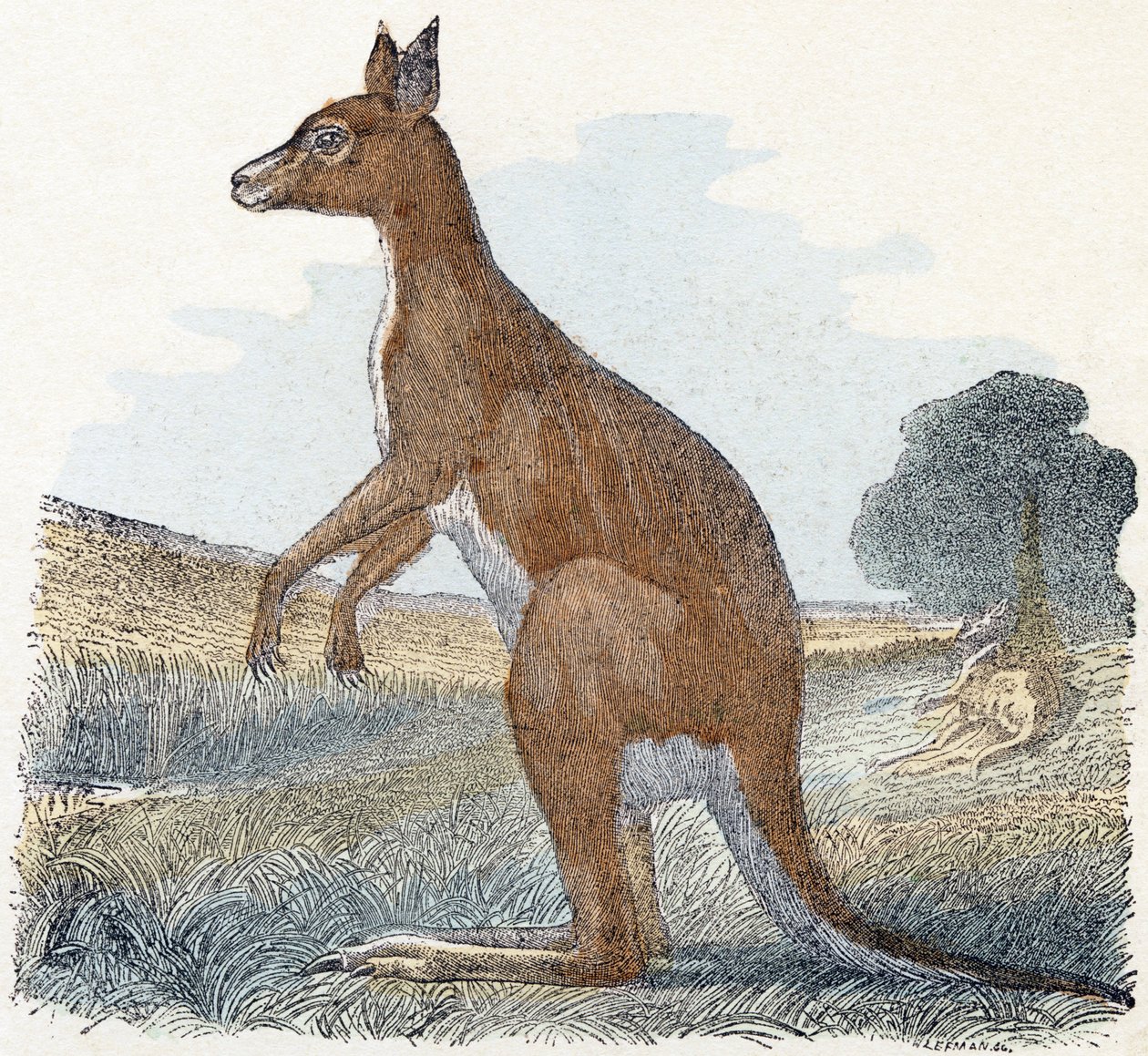 Kangourou - "Alphabet illustré des animaux" XIXe siècle (gravure) - Edouard Travies