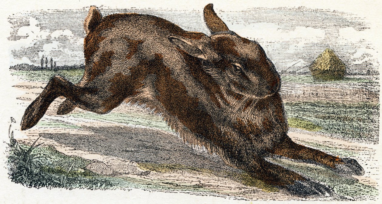 Lièvre - "Alphabet illustré des animaux" XIXe siècle (gravure) - Edouard Travies