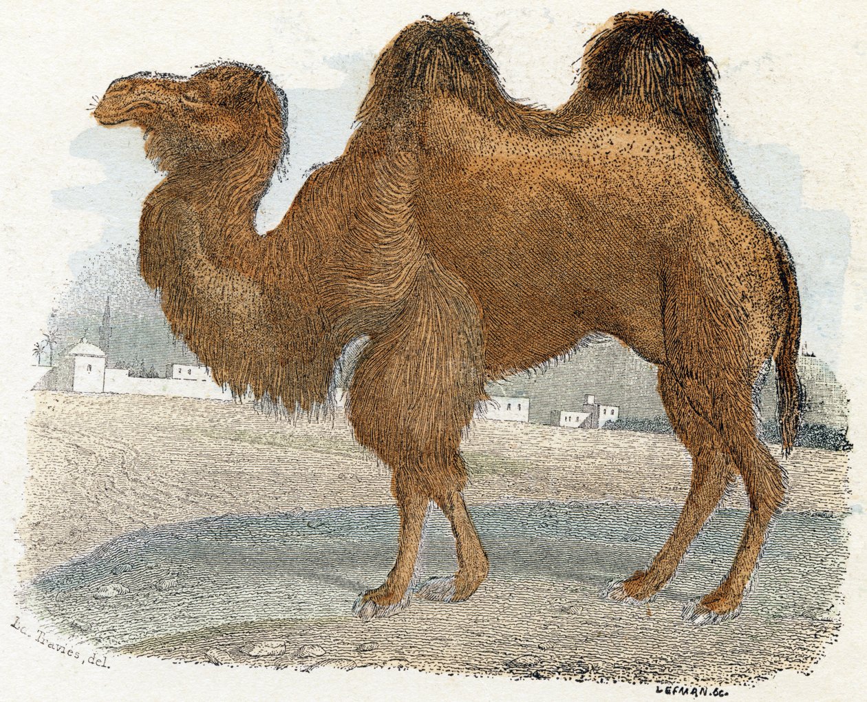 Alphabet illustré des animaux - Edouard Travies