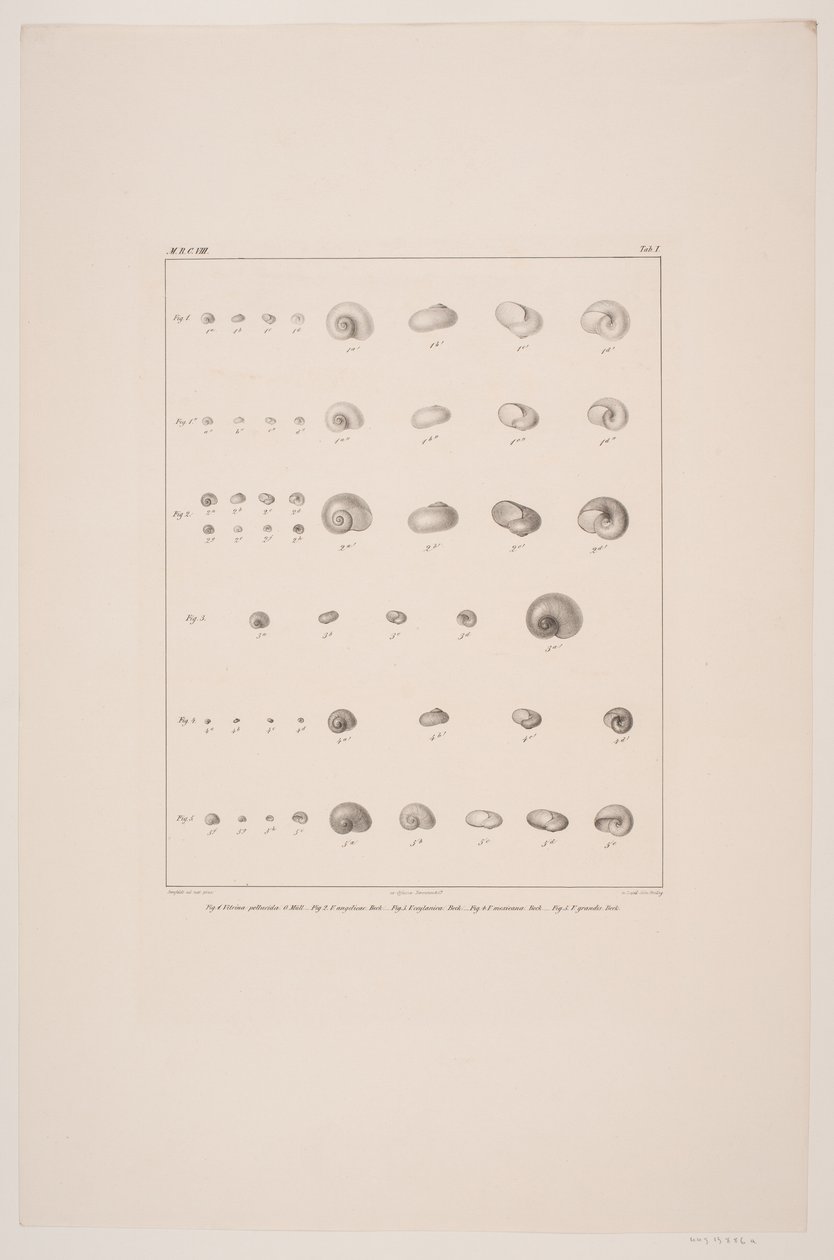 Collection de coquillages de Christian VIII, planche I - Edvard Fortling