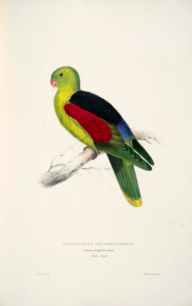 Aprosmictus erythropterus - Edward Lear