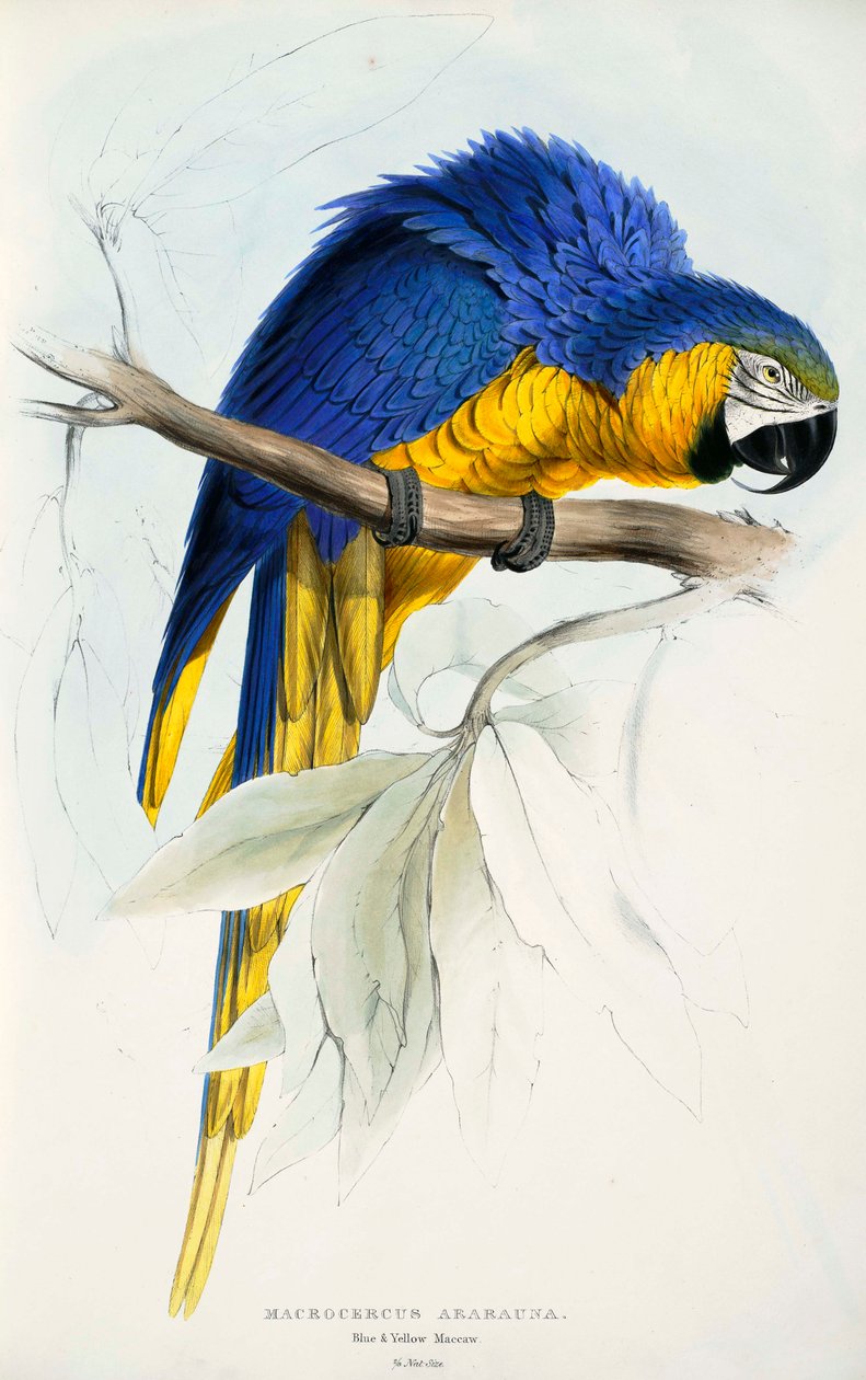 Ara ararauna - Edward Lear
